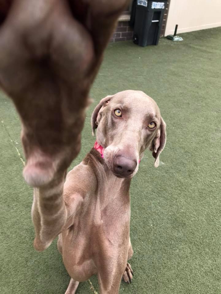 Daycare see-spot-run-doggie-daycare-training-inc
